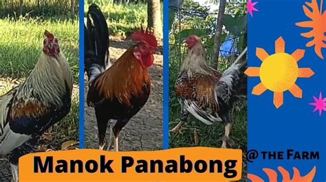 manok panabong farm|Manok Panabong @ the Farm .